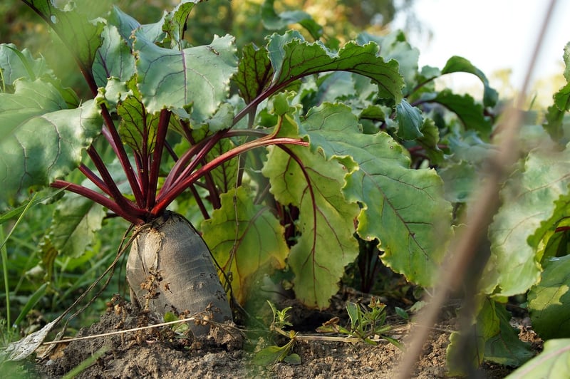 Farm Harvest